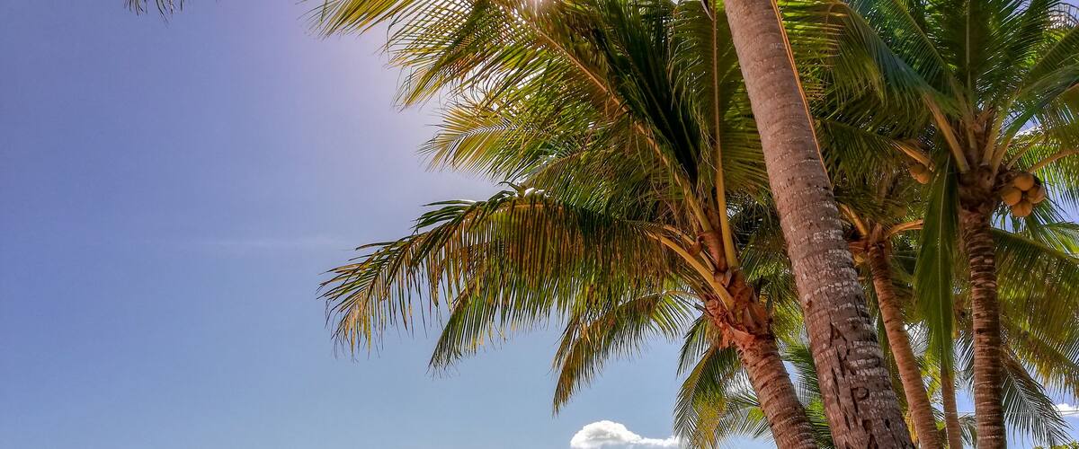 A beach with palm trees, kayaks, and a mountain in the background.
