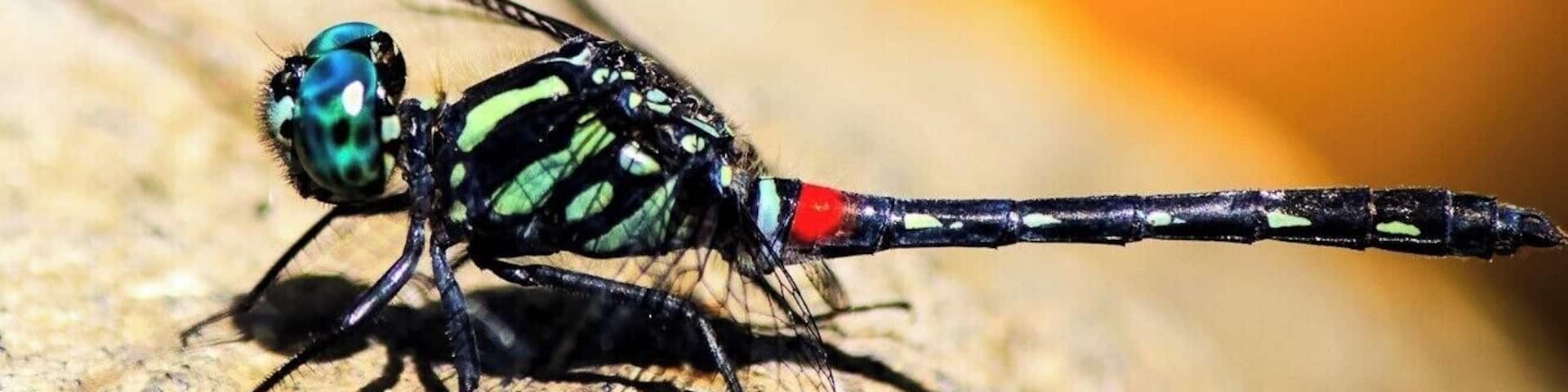 Another catch after sweating in the warm
spring. The insects didn't seem to mind people.