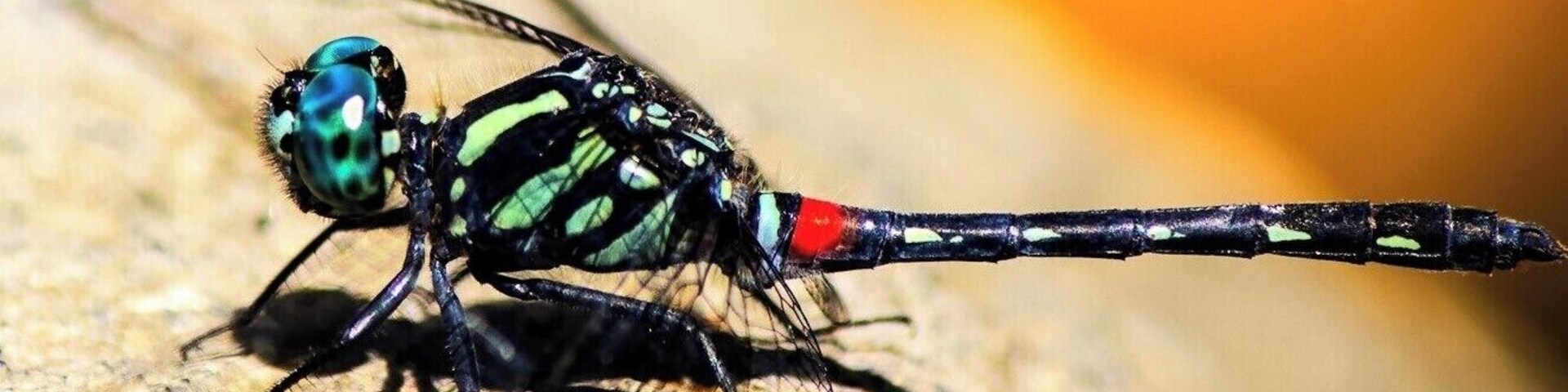 Another catch after sweating in the warm
spring. The insects didn't seem to mind people.