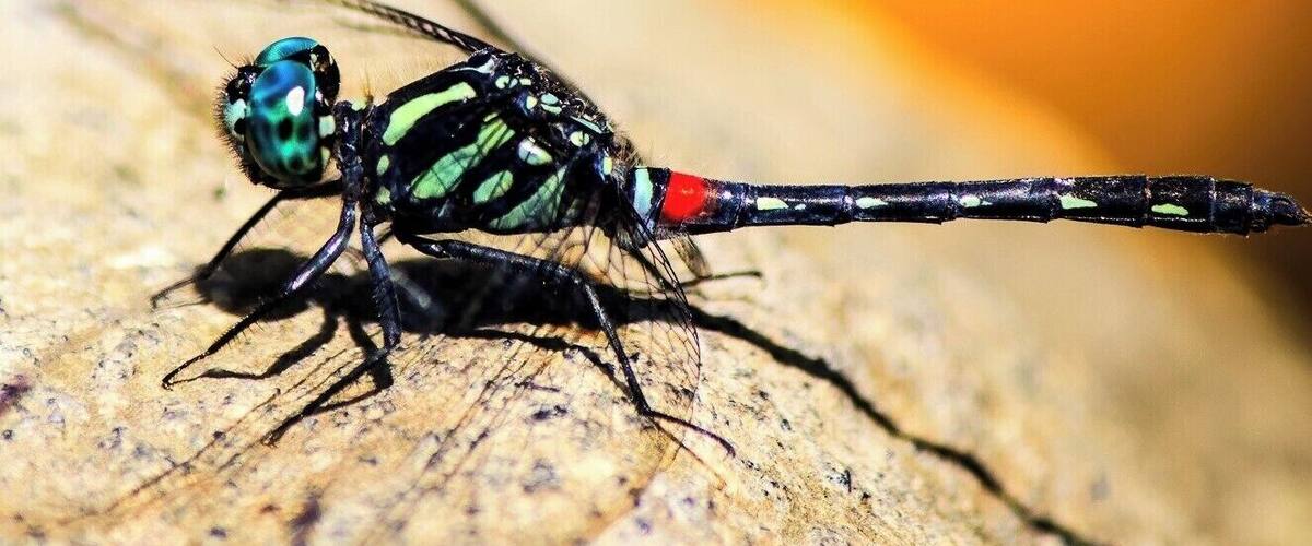 A dragonfly with a green and black body and a red tail on a wooden surface.