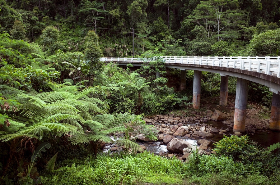 Un puente sobre un arroyo pedregoso en un bosque frondoso.