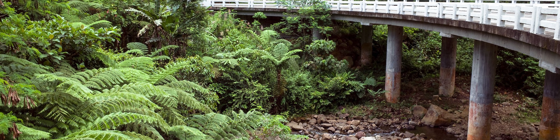 Un puente sobre un arroyo pedregoso en un bosque frondoso.
