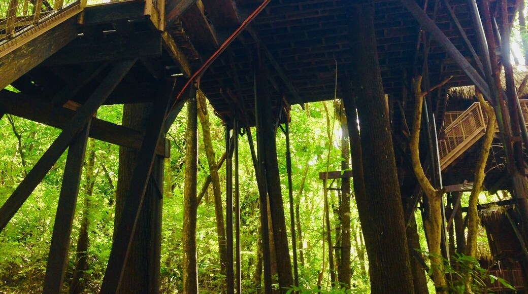 A green haven in Ilocos Norte ( Philippines ) awaits people longing for the healing power of Nature... there are Treehouses, hanging Bridge to name a few.... #Nature#Green#Outdoor