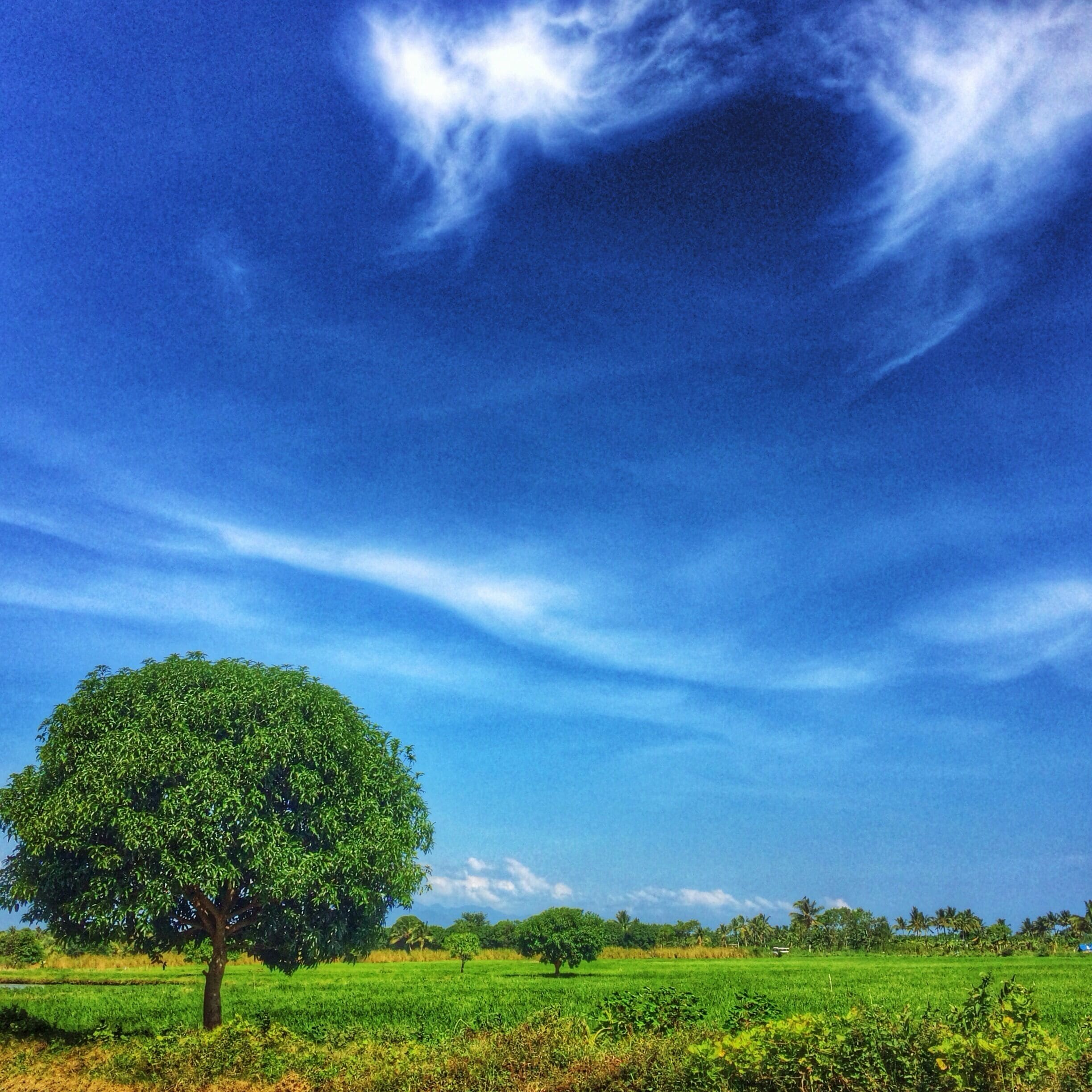 A single tree in a lush green field under a clear blue sky.