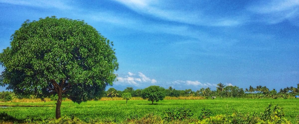 A single tree in a lush green field under a clear blue sky.