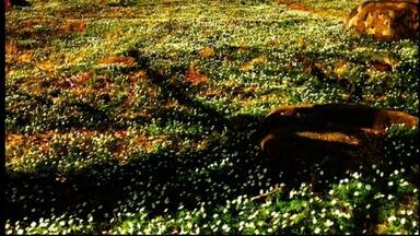 Spring in Sandsjöbacka nature reserve. Every year the ground is covered with snowdrops. nice natural area for a walk.