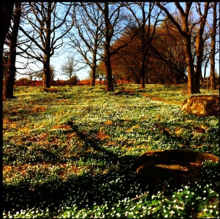 A park with trees and a field of white flowers.