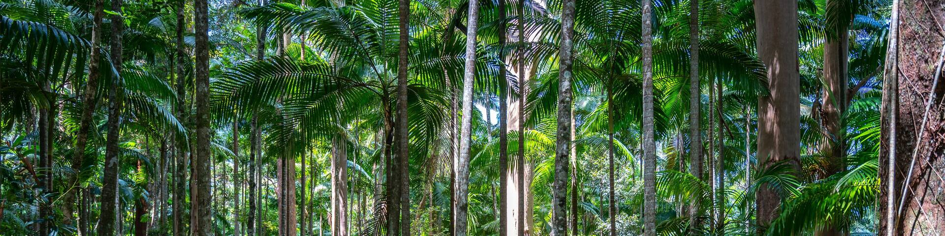 Walking track trough the Nightcap National Park, NSW, Australia