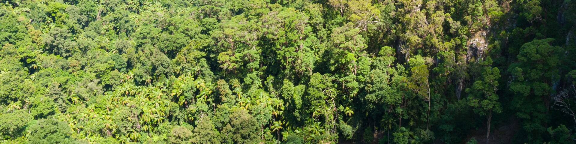Nightcaps National Park rainforest