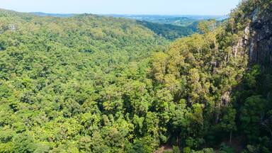 Nightcaps National Park rainforest