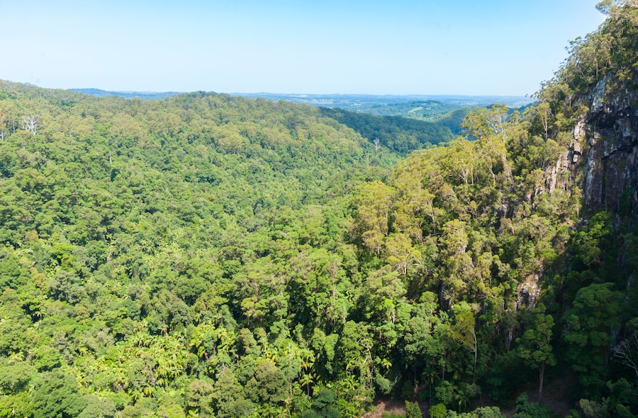 Nightcaps National Park rainforest