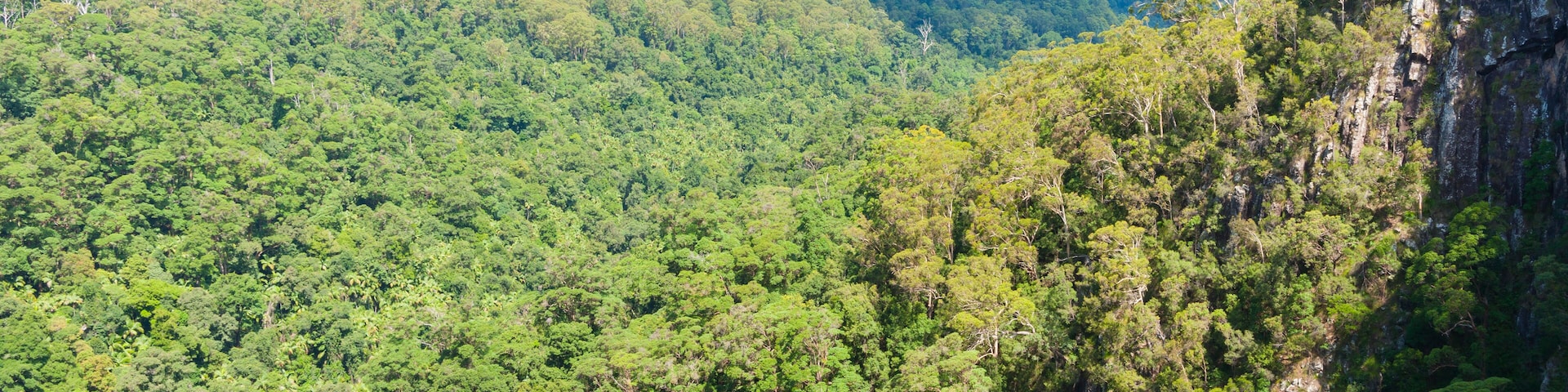 Nightcaps National Park rainforest