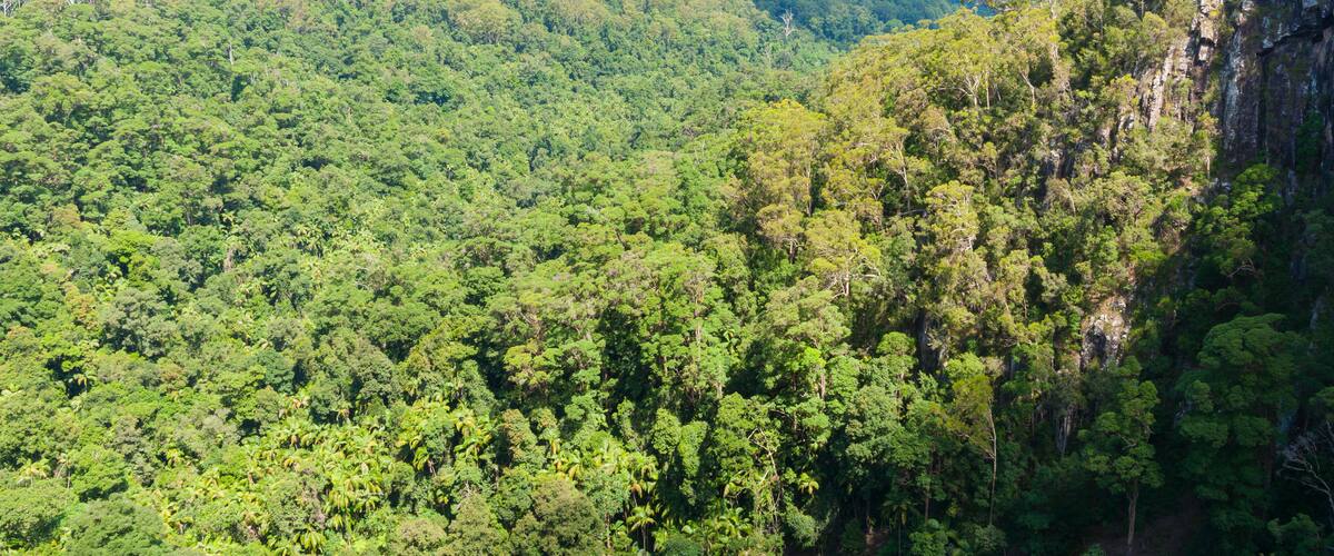 A dense forest with a steep cliff on the right.