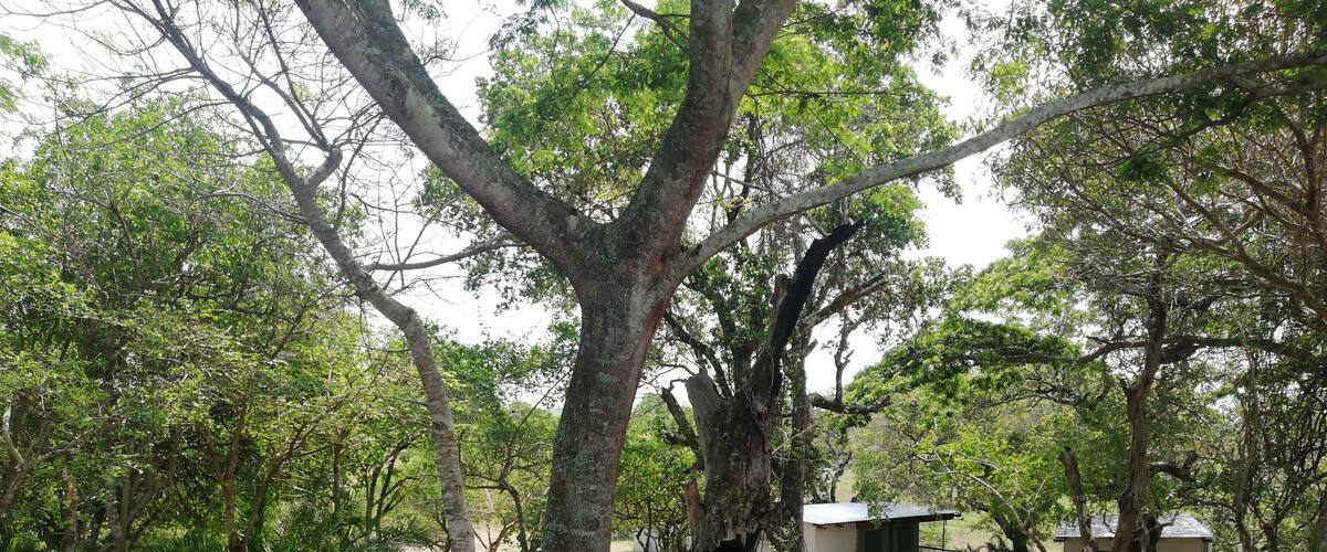 The tranquil and birdlife found here is Amazing 😍❤️ One guest review said that more then 40 birds where spotted while having a morning cup of coffee
#kingfisherbushlodge
#kosibaysouthafrica
#thekosiexplorer
#theplacetosee
#theplacetobe
#theplacetoexplore
#adventure
#travelislife
