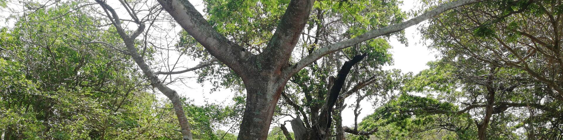 The tranquil and birdlife found here is Amazing 😍❤️ One guest review said that more then 40 birds where spotted while having a morning cup of coffee
#kingfisherbushlodge
#kosibaysouthafrica
#thekosiexplorer
#theplacetosee
#theplacetobe
#theplacetoexplore
#adventure
#travelislife