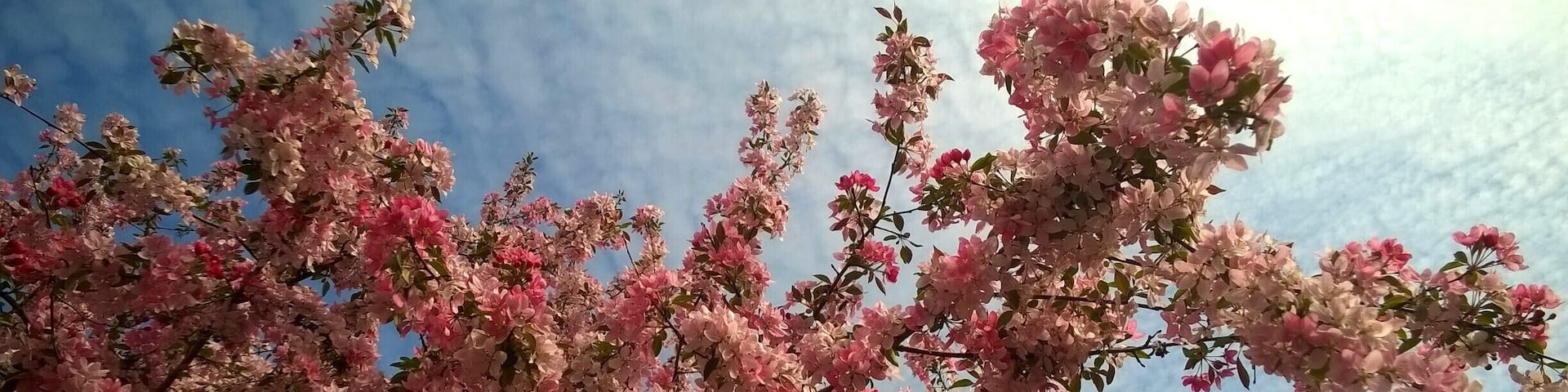 Beautiful blooming cherry blossoms! Prince Edward County is just incredible in the spring and a great place to go on a wine tour!