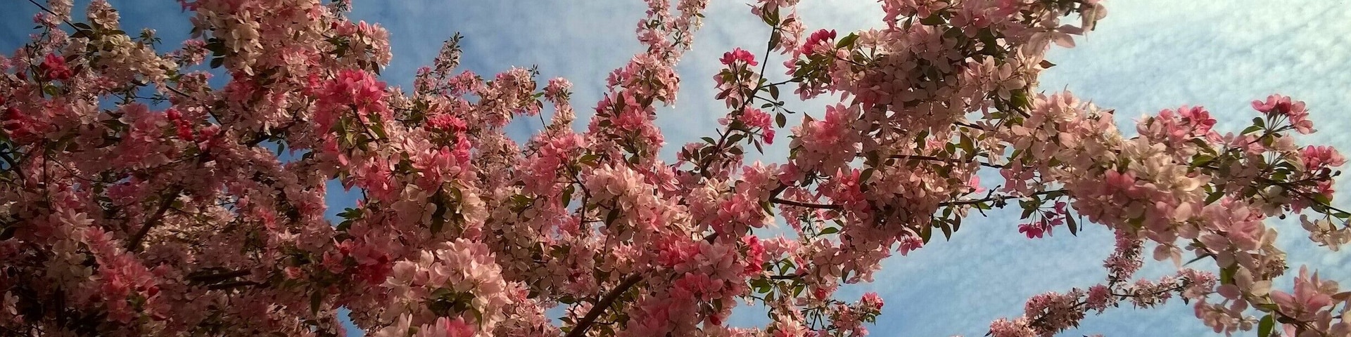 Beautiful blooming cherry blossoms! Prince Edward County is just incredible in the spring and a great place to go on a wine tour!