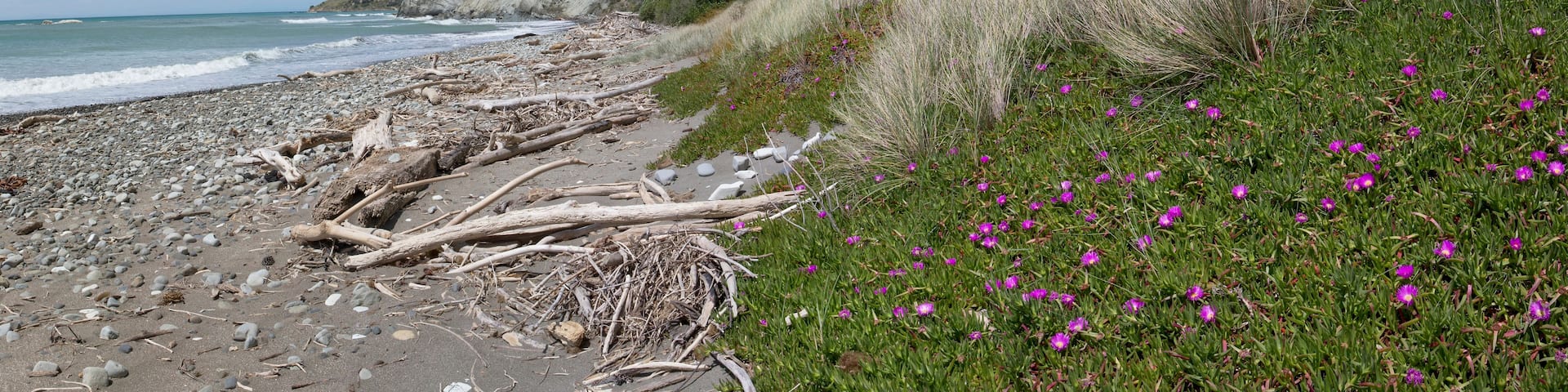 A rocky beach with driftwood, cliffs, and purple flowers.