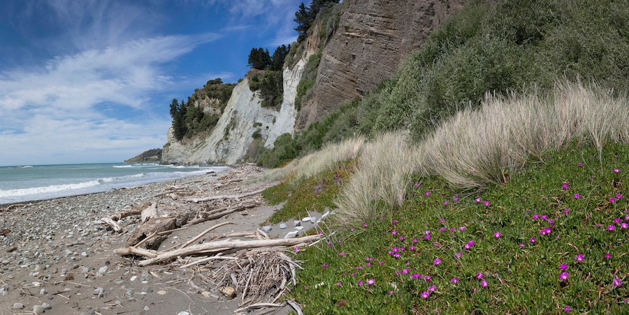 A rocky beach with driftwood, cliffs, and purple flowers.