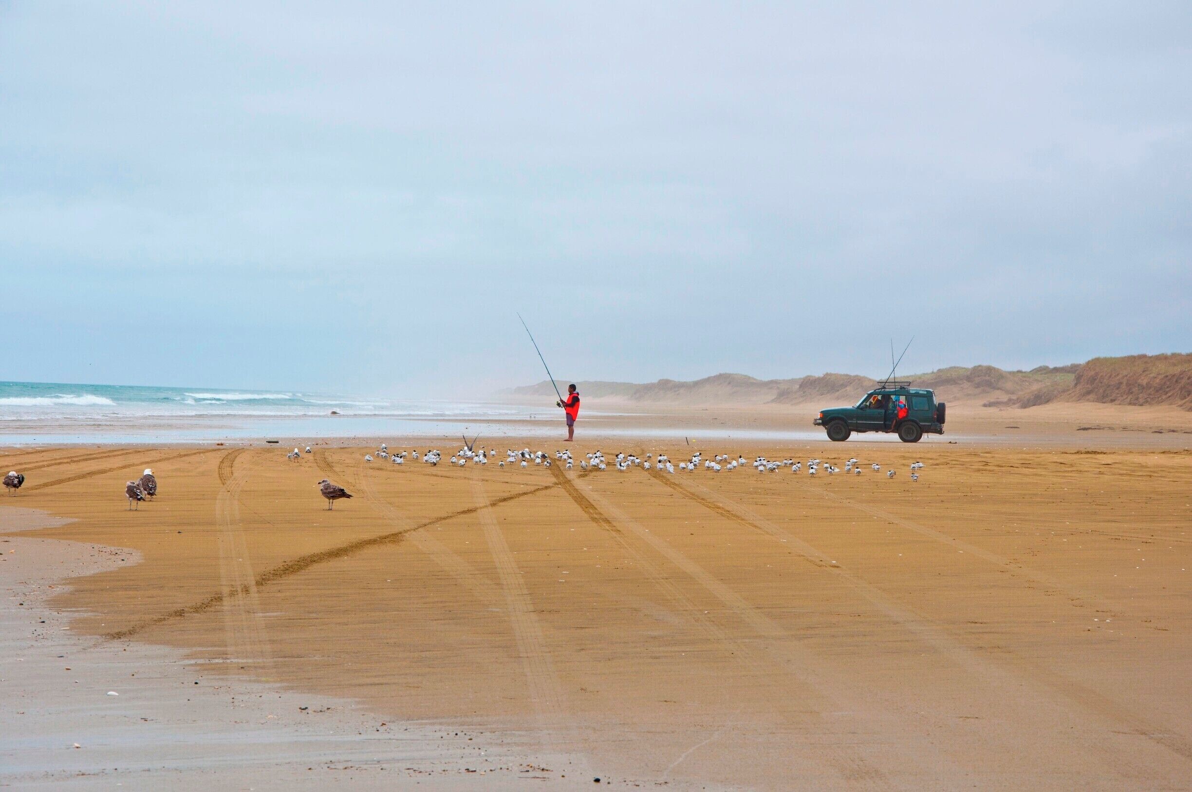 A beach with a person fishing, a vehicle, and seagulls.
