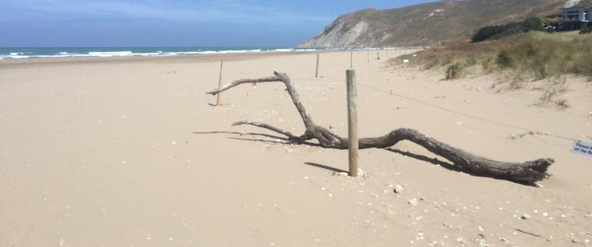 A sandy beach with a fallen tree, a fence, and a signboard.