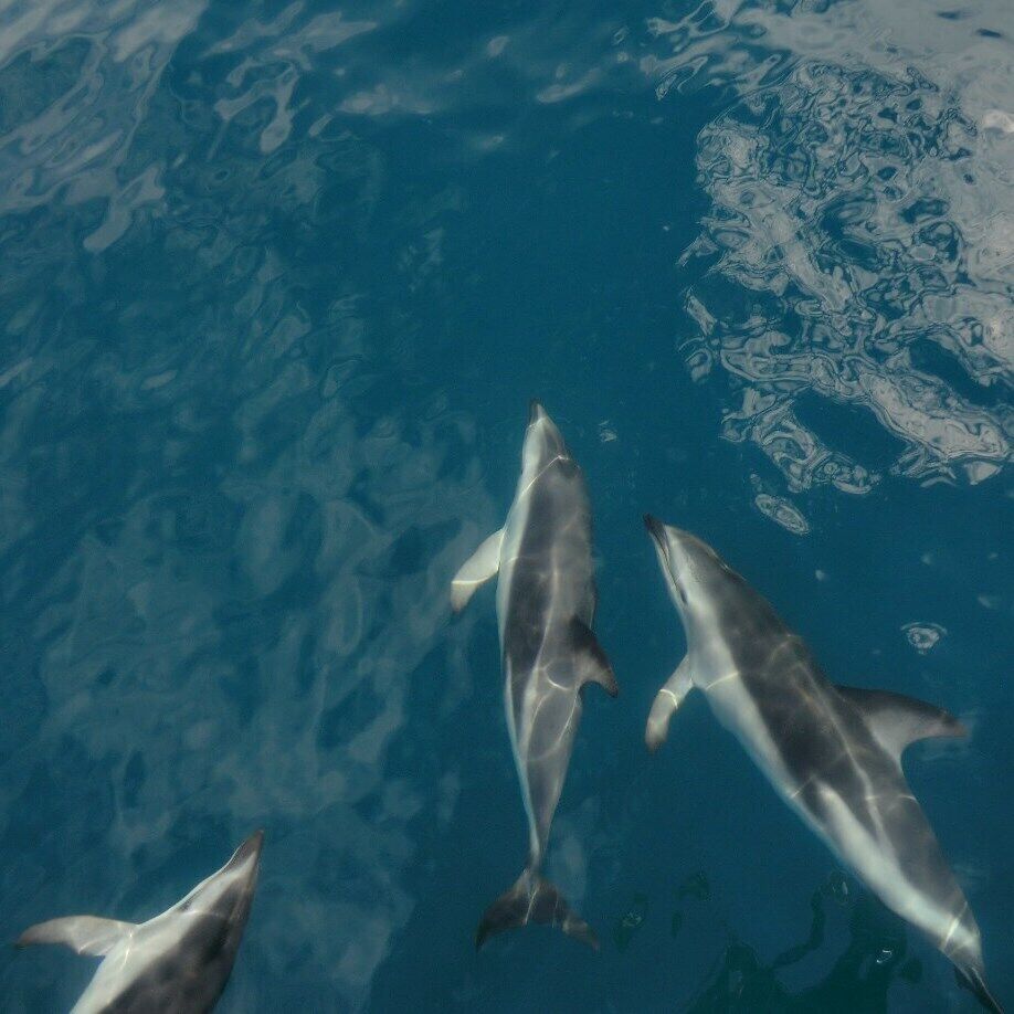 Swim with Dolphins and go whale watching.