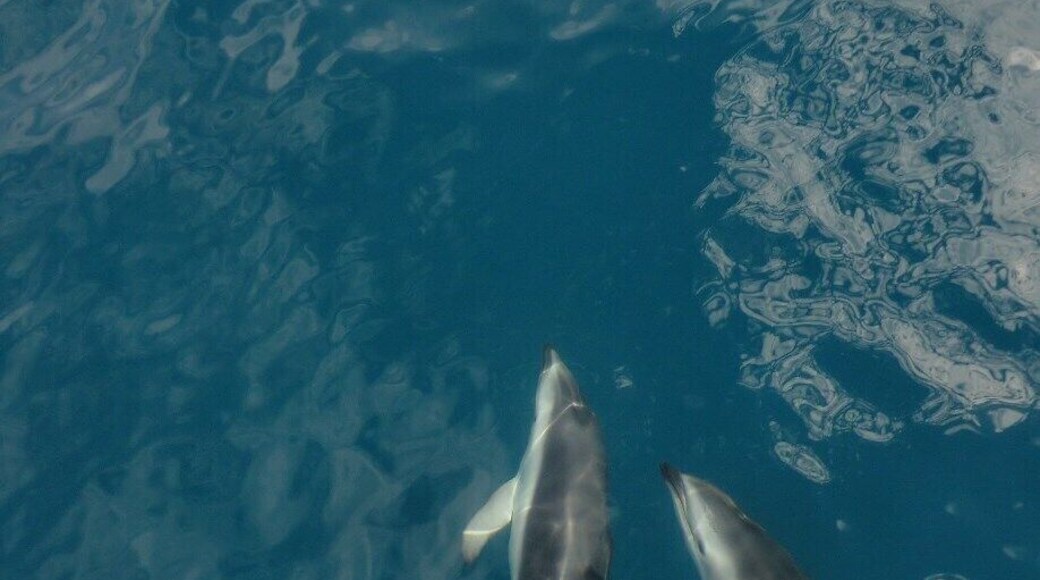 Swim with Dolphins and go whale watching.
