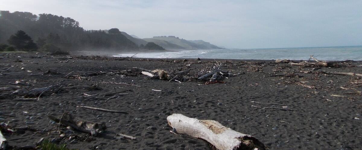 A beach with dark sand, scattered driftwood, and a forested hill in the background.