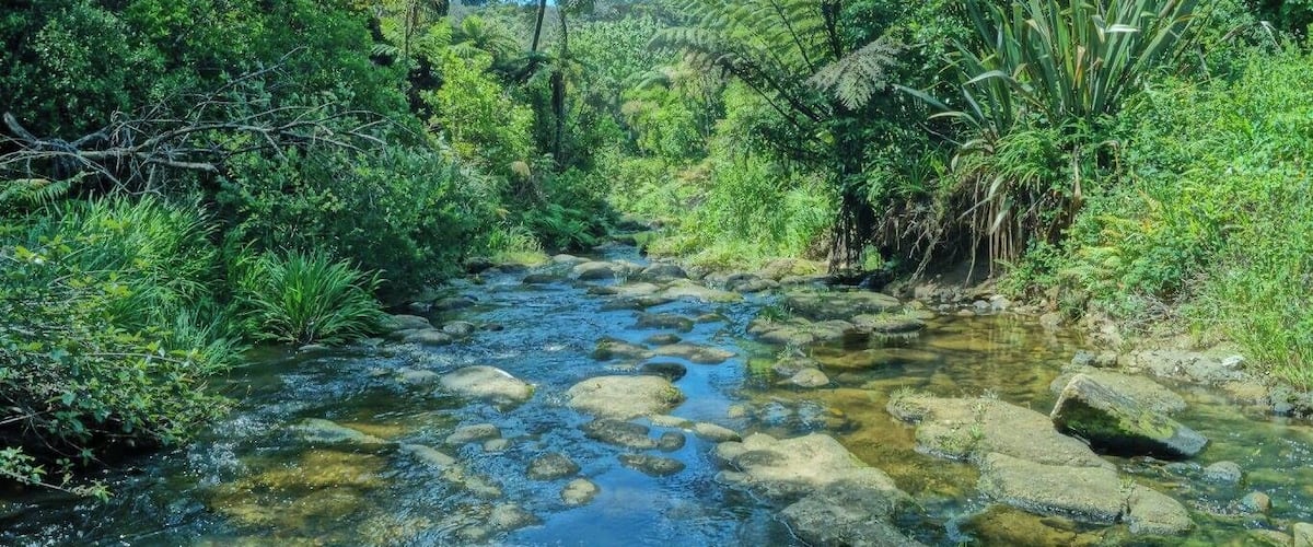 It's hard not to love nature in New Zealand. This one was taken during our coffee brake at Owharoa Falls.
#Green