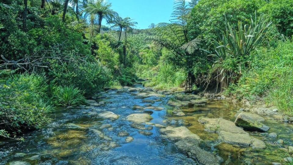 It's hard not to love nature in New Zealand. This one was taken during our coffee brake at Owharoa Falls.
#Green