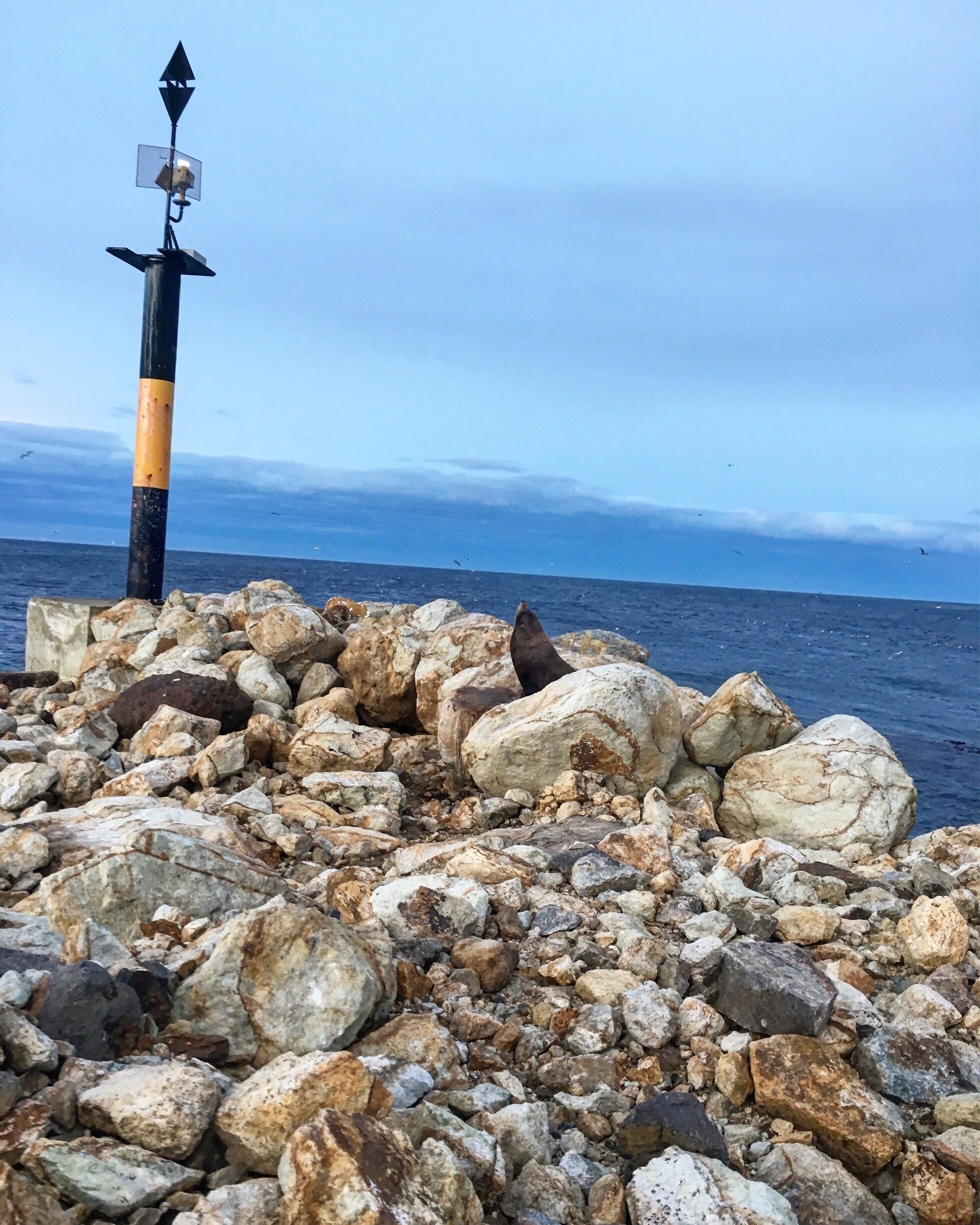 Missing the warm weather. At least my wee sea lion friend is having fun waddling in the cold water. 