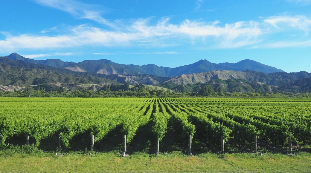 The drive along State Highway 63 between St Arnaud and Blenheim combines majestic mountain scenery with miles upon miles of vineyards.