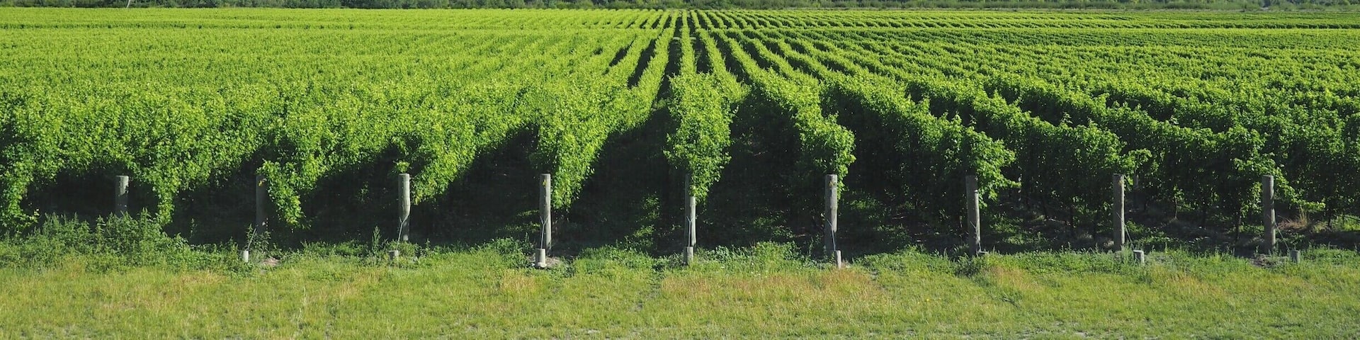 The drive along State Highway 63 between St Arnaud and Blenheim combines majestic mountain scenery with miles upon miles of vineyards.