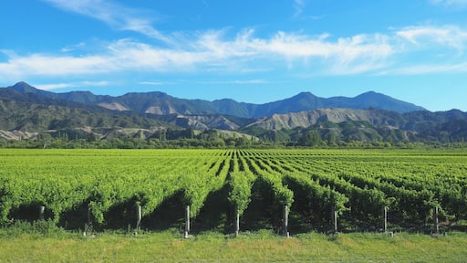The drive along State Highway 63 between St Arnaud and Blenheim combines majestic mountain scenery with miles upon miles of vineyards.