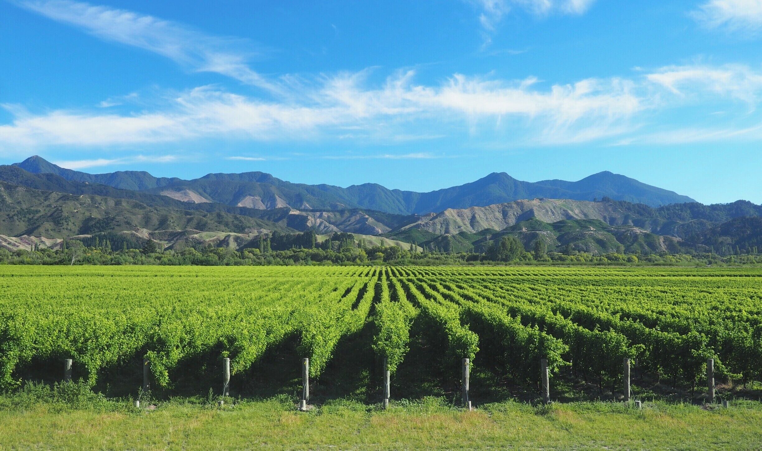 A vineyard with rows of grapevines against a backdrop of mountains.