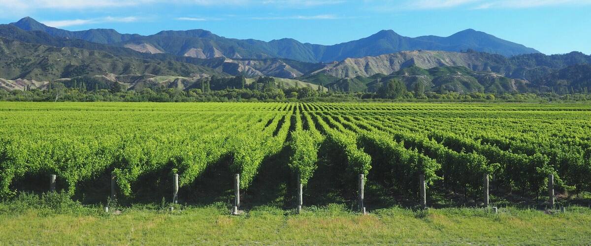 A vineyard with rows of grapevines against a backdrop of mountains.
