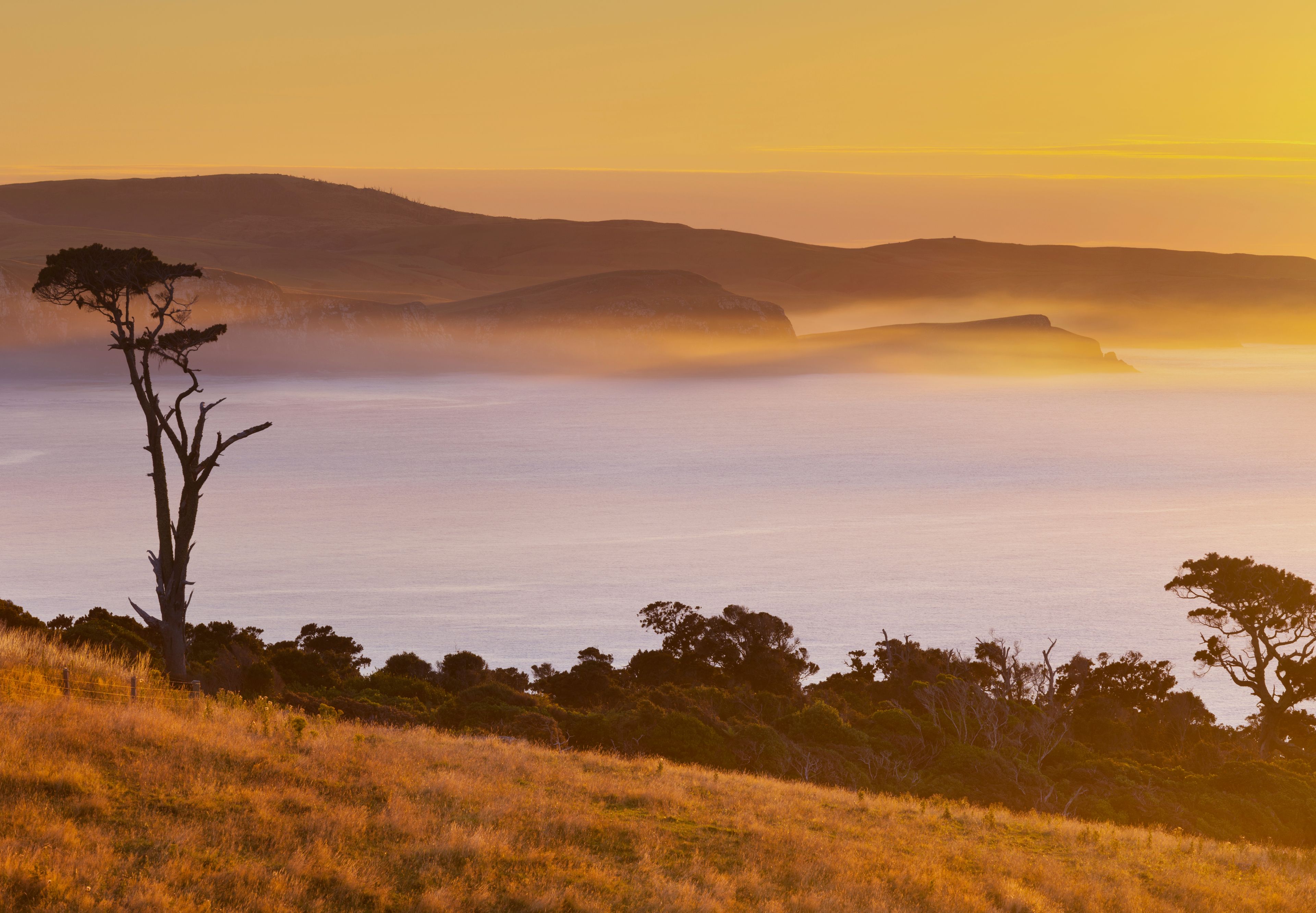 A coastal landscape with a prominent solitary tree, rolling hills, and a misty horizon.