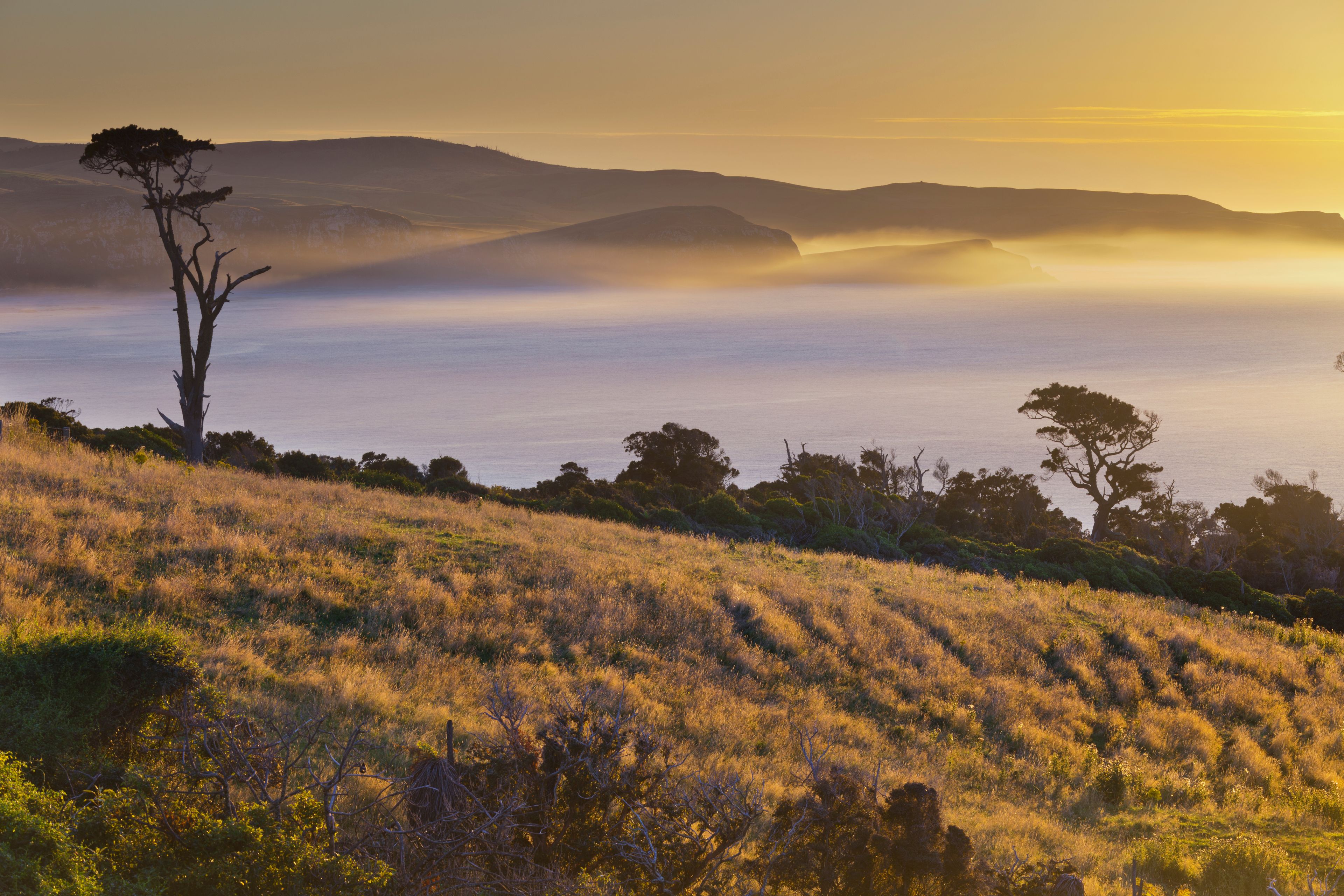 A coastal landscape with rolling hills, a solitary tree, and a misty sea at sunrise.