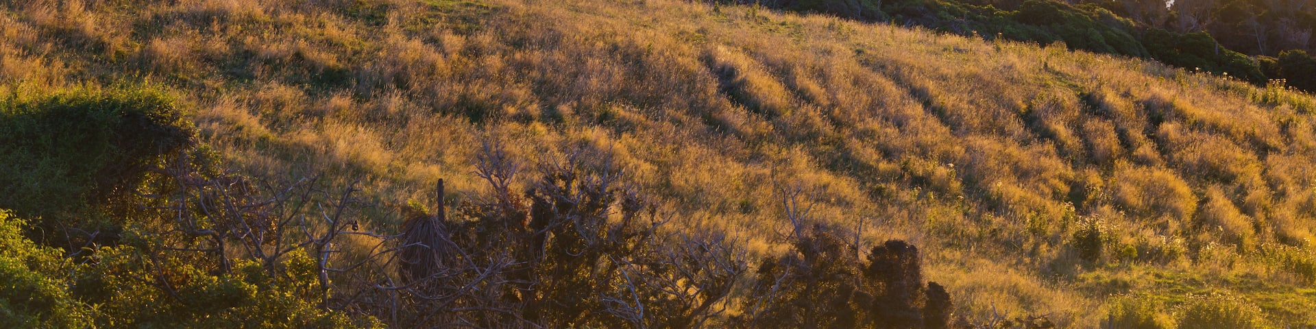 A coastal landscape with rolling hills, a solitary tree, and a misty sea at sunrise.
