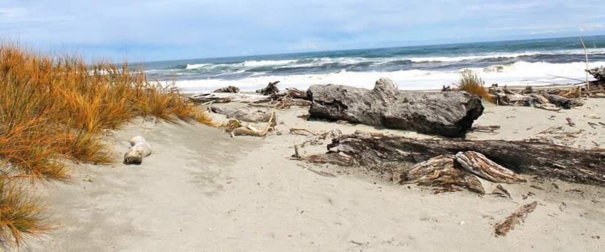 A sandy beach with driftwood and tall grasses.