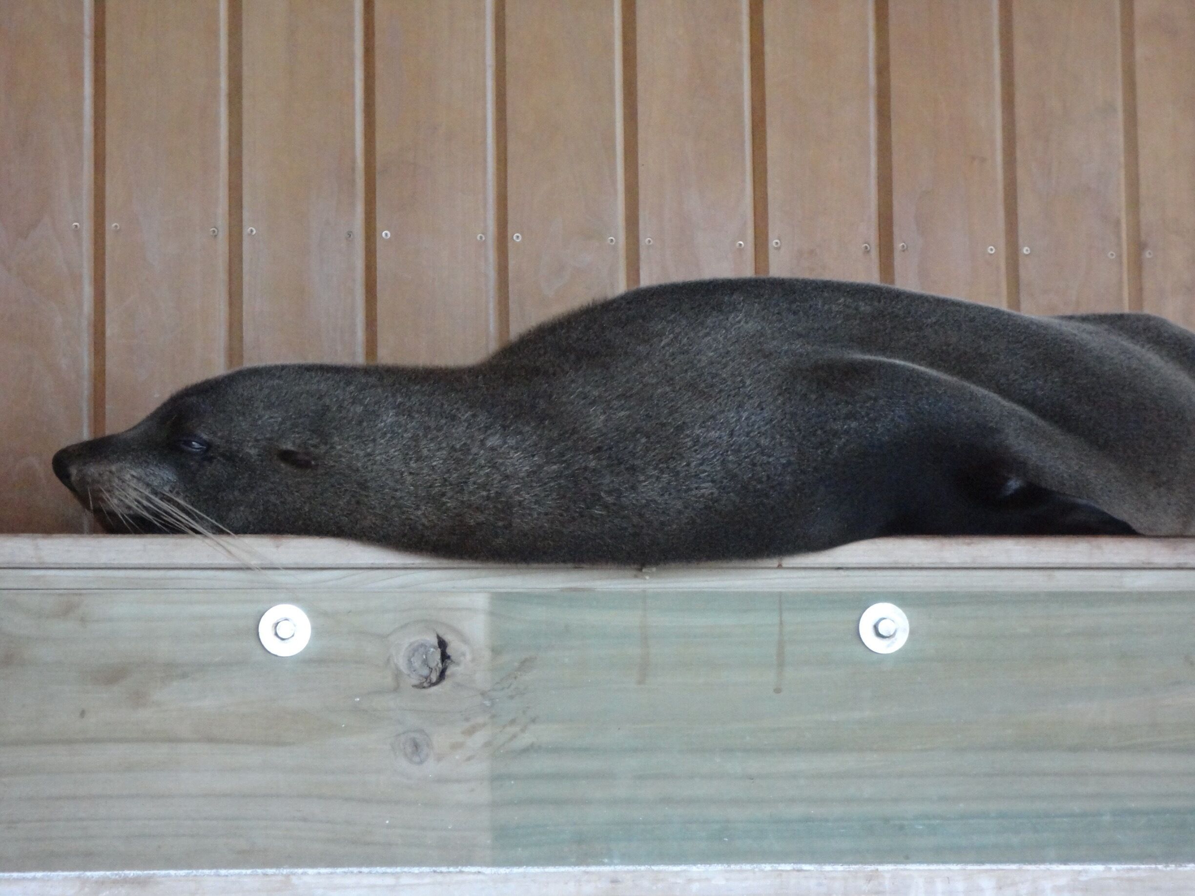 Lovely evening out seeing blue penguins and a fur seal in the stand