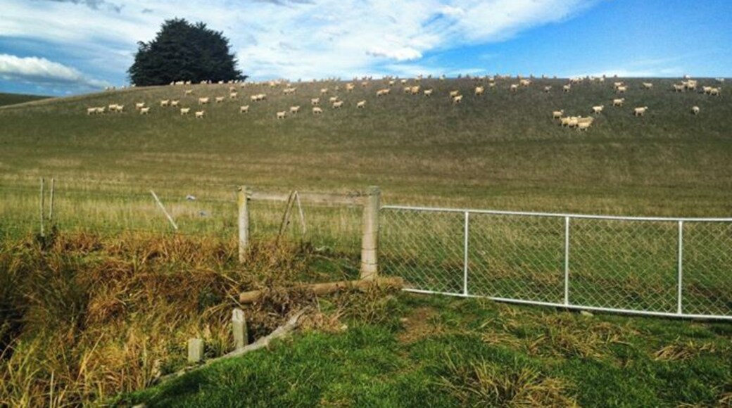 Sheep farm