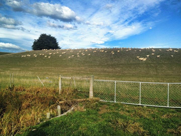 A grassy hill with a fence and a tree in the distance.