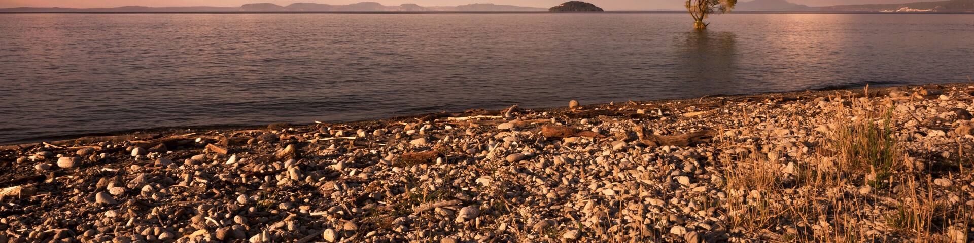 A solitary tree in a body of water with a rocky shoreline and distant mountains.