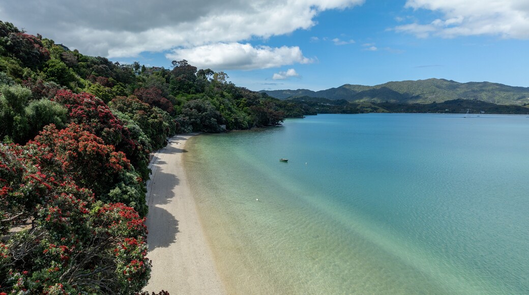 Aerial: Calm beach and coastline with pohutukawa trees. Wyuna Bay, Coromandel, Coromandel Peninsula, New Zealand.