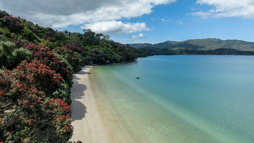 Aerial: Calm beach and coastline with pohutukawa trees. Wyuna Bay, Coromandel, Coromandel Peninsula, New Zealand.