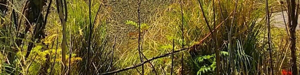 Nice wee secluded bay we came across whilst on our way to the lovely Paraawanui Trek