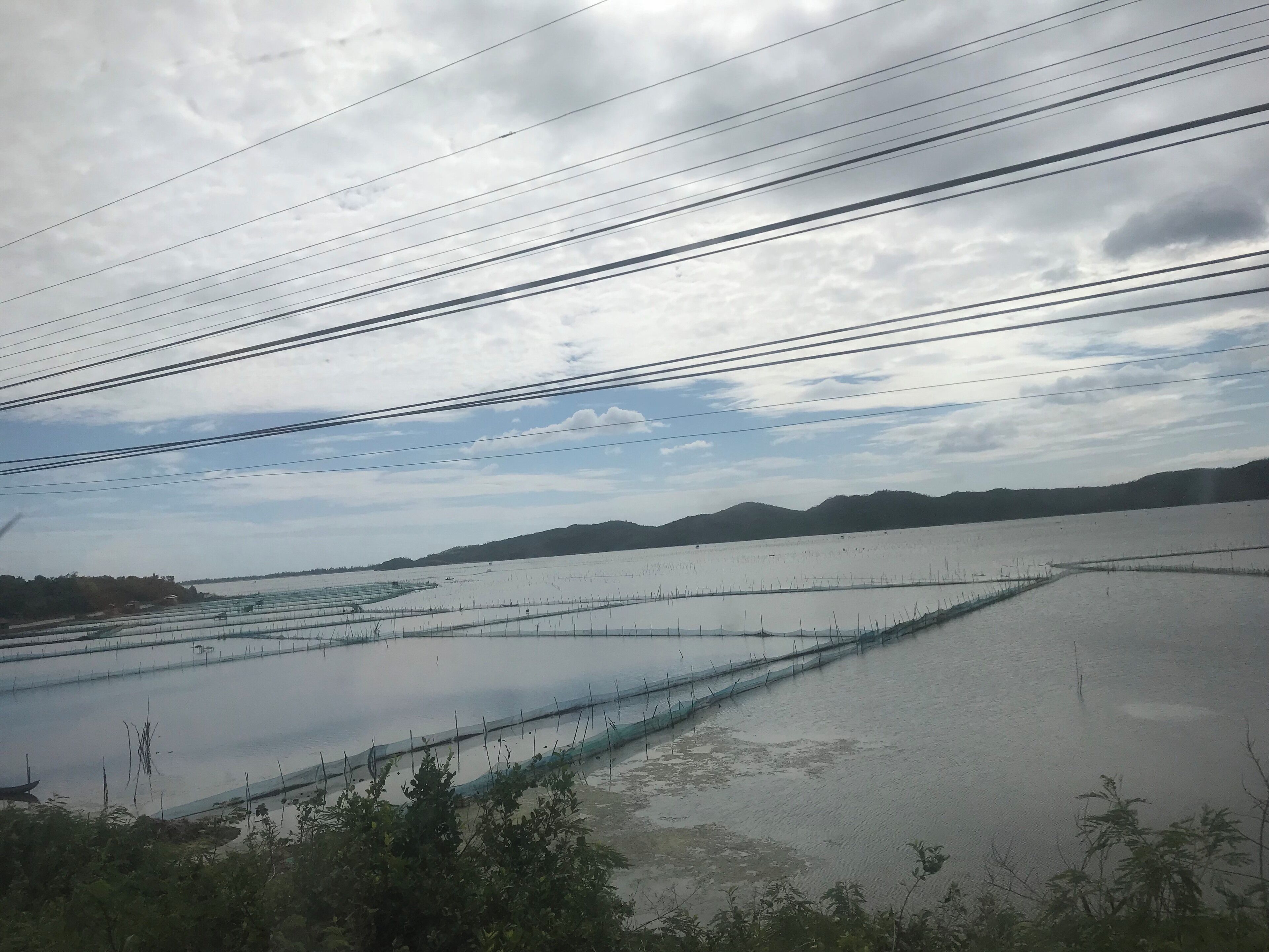 A flooded rice paddy field with power lines overhead.