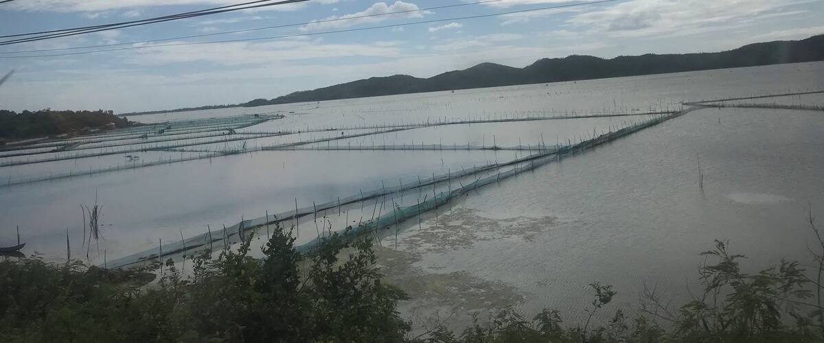 A flooded rice paddy field with power lines overhead.