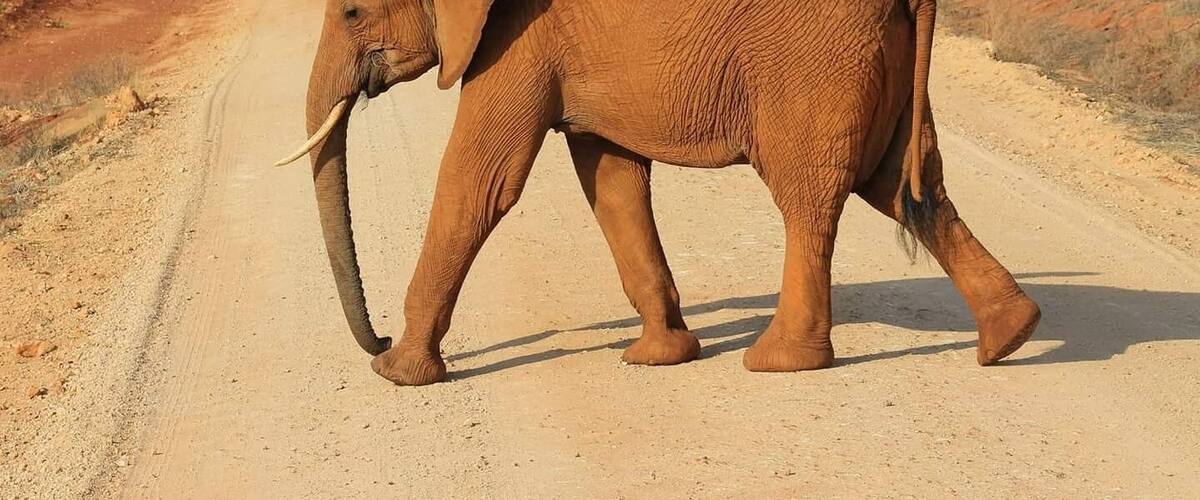 Magical safari in this wonderful place, close call with this elephant charging at jeep